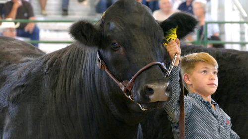 rcfair-2019-cattle-show-slukens-216