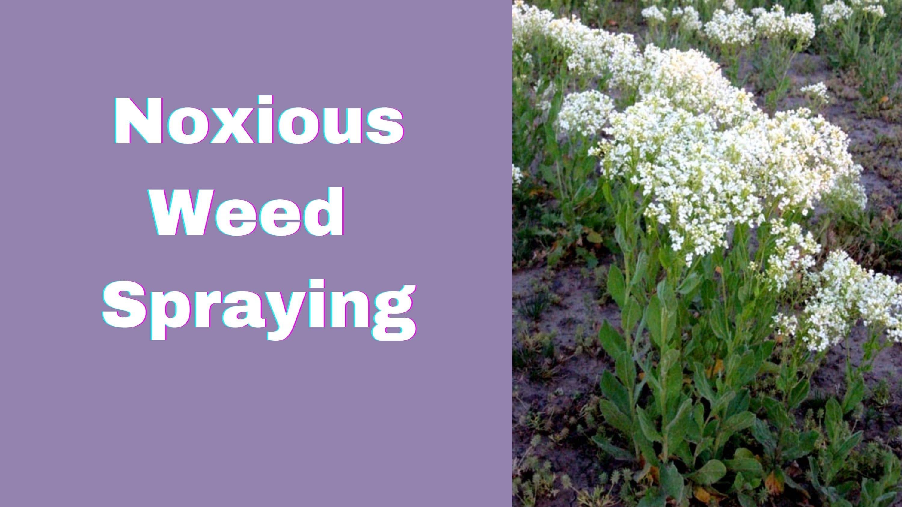 noxious-weed-spraying
