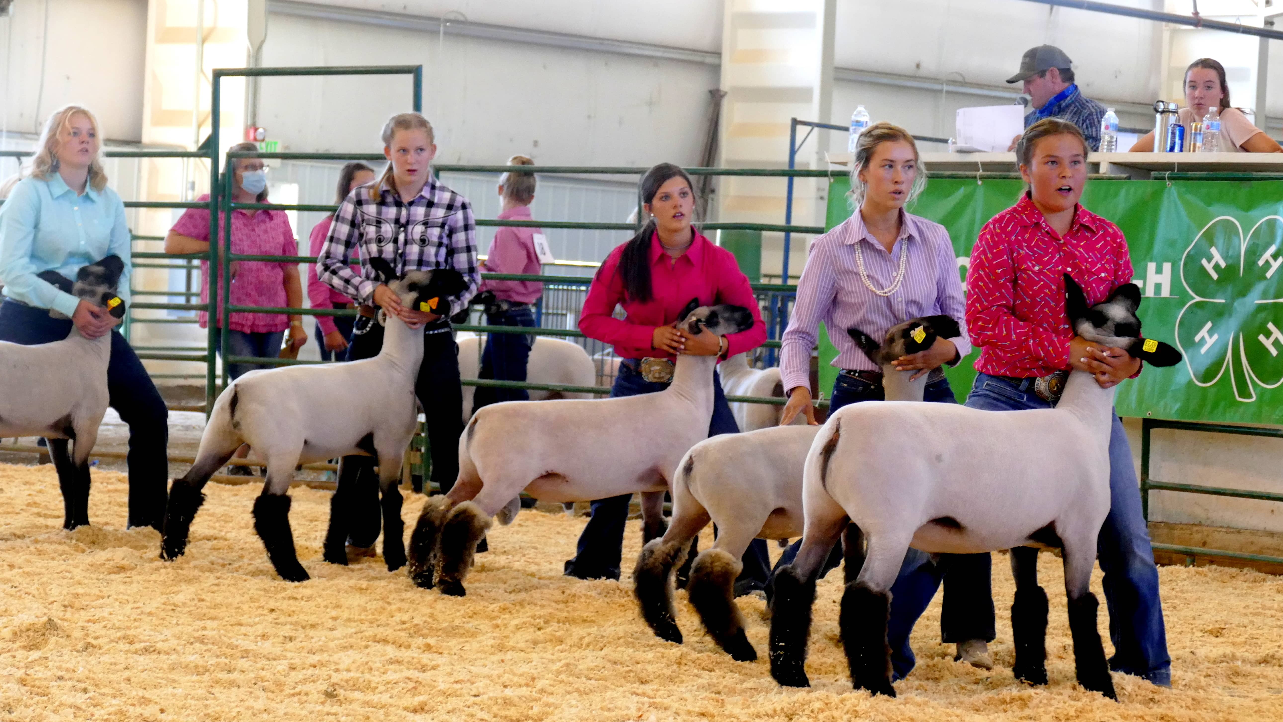 rcfair-2020-sheep-show-slukens-095