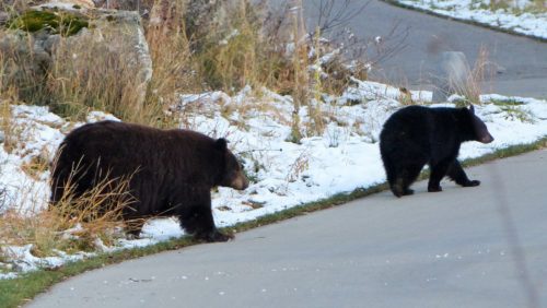 three-bears-at-rollingstone-002