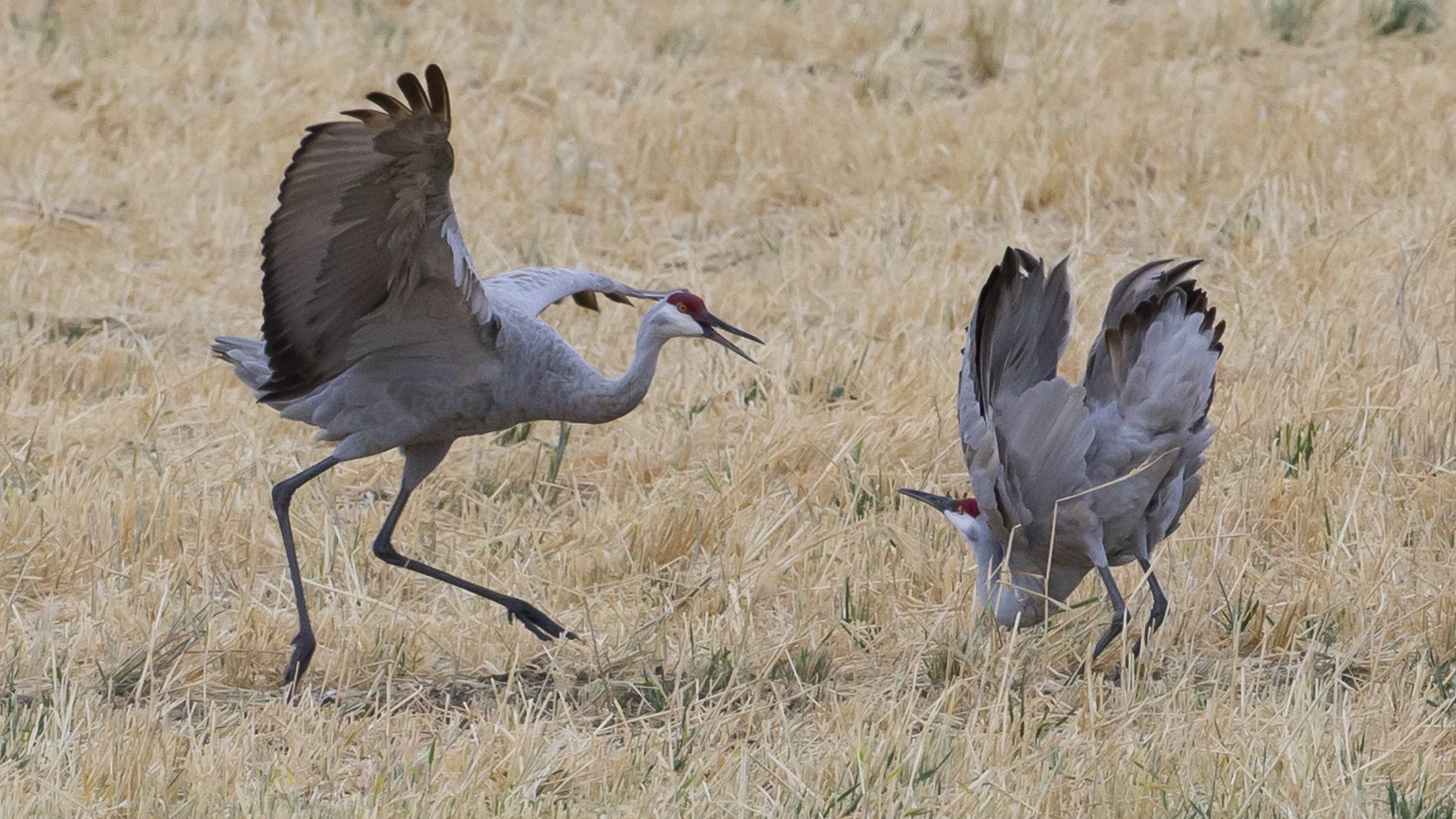 The Sandhill Crane Coloring Contest wraps up Aug. 15 | Steamboat Radio