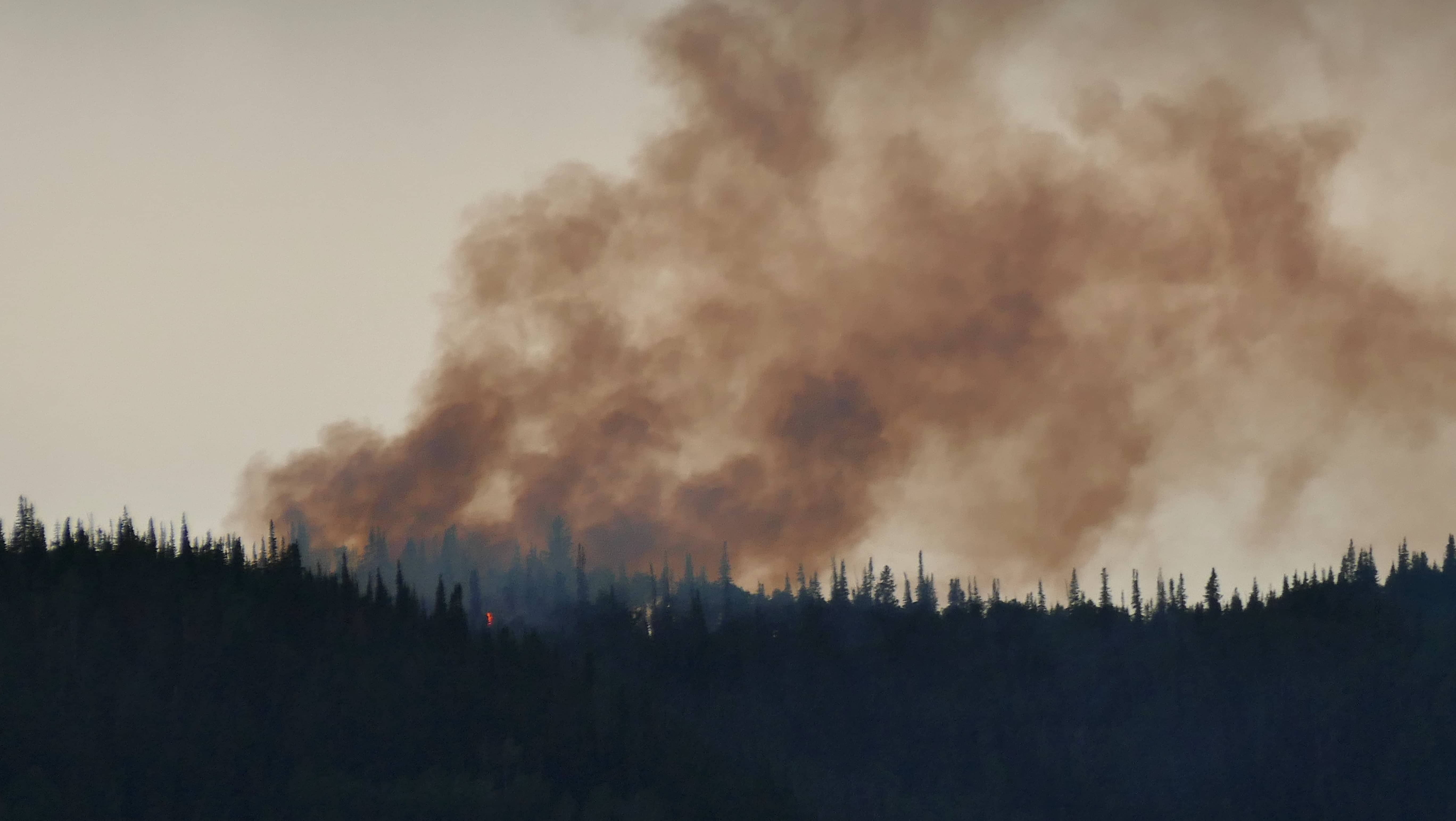 elk-run-fire-024