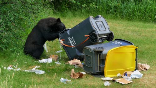 bear-in-trash-on-fcfalls-road-2020-005