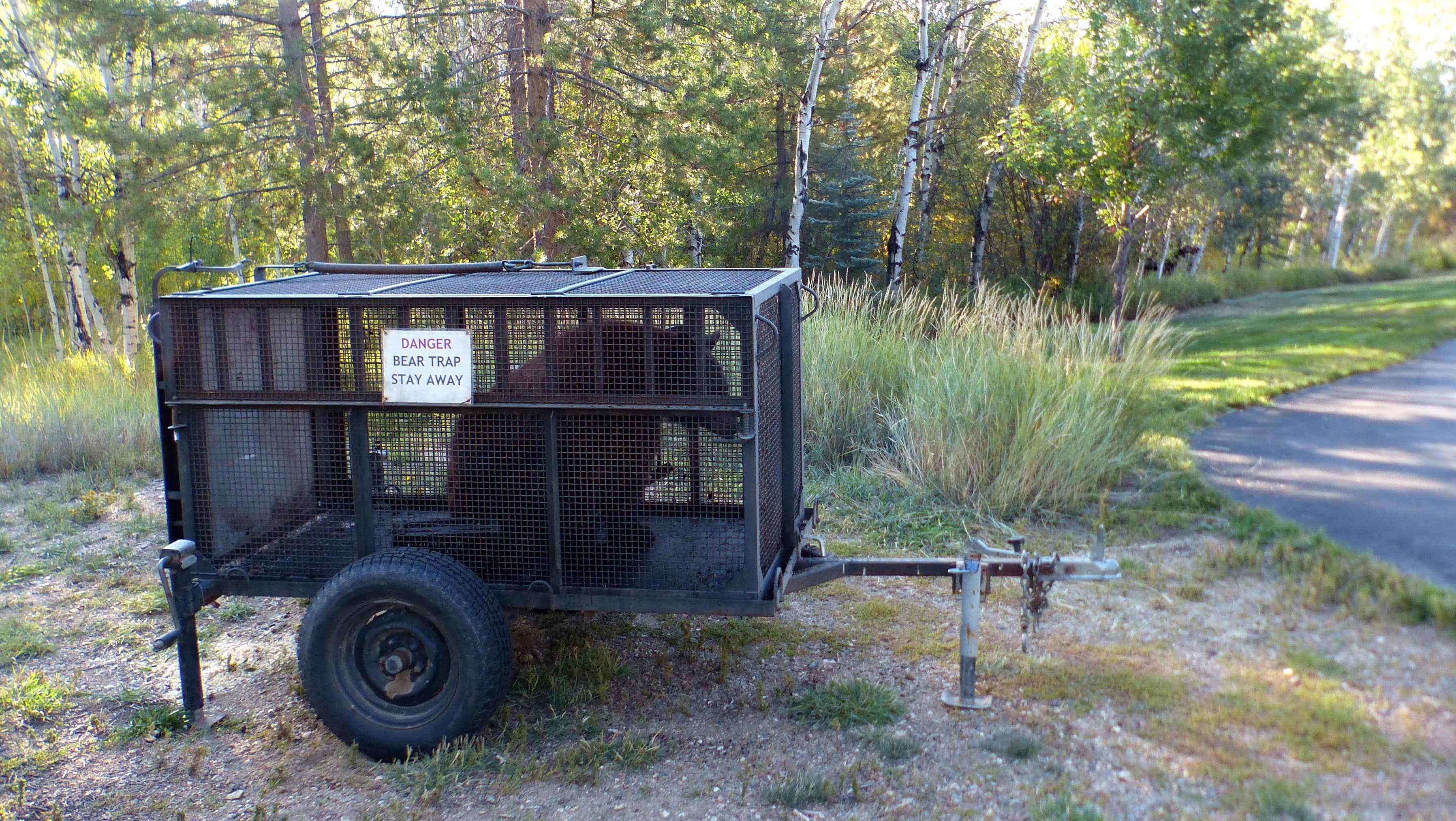 cpw-traps-second-bear-in-steamboat-neighborhood-steamboat-radio