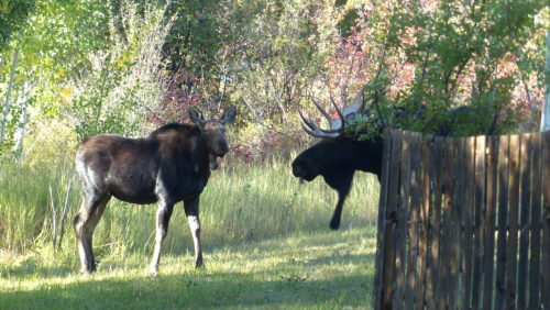 bull-moose-and-cow-near-highland-circle-003