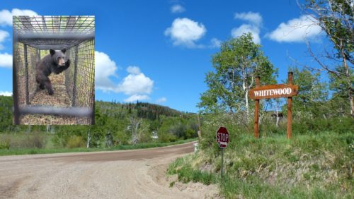 bear-in-whitewood-subdivision