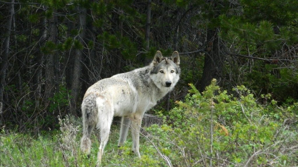 Colorado Parks and Wildlife Commission Releases Wolf Reintroduction Meeting Recap - Vimarsana News