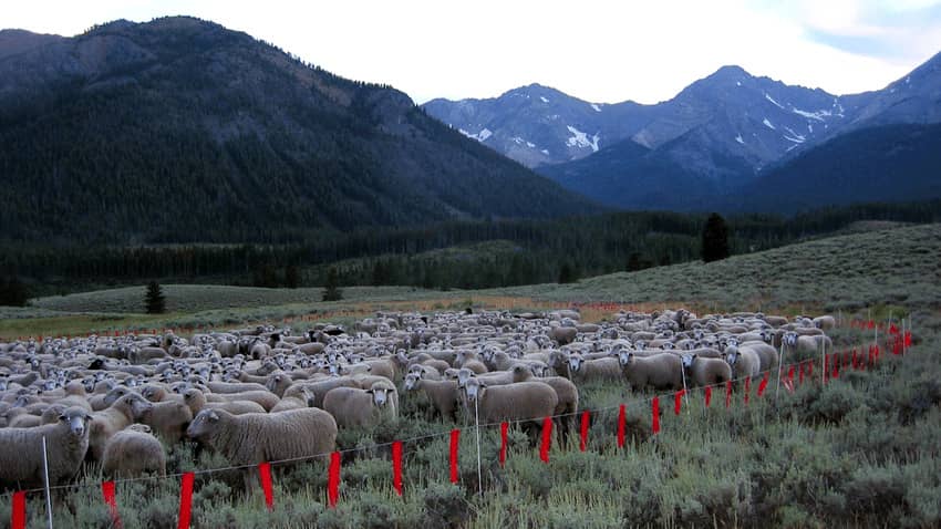 lava-lake-sheep-in-fladry-photo-credit-defenders-of-wildlife-png-001