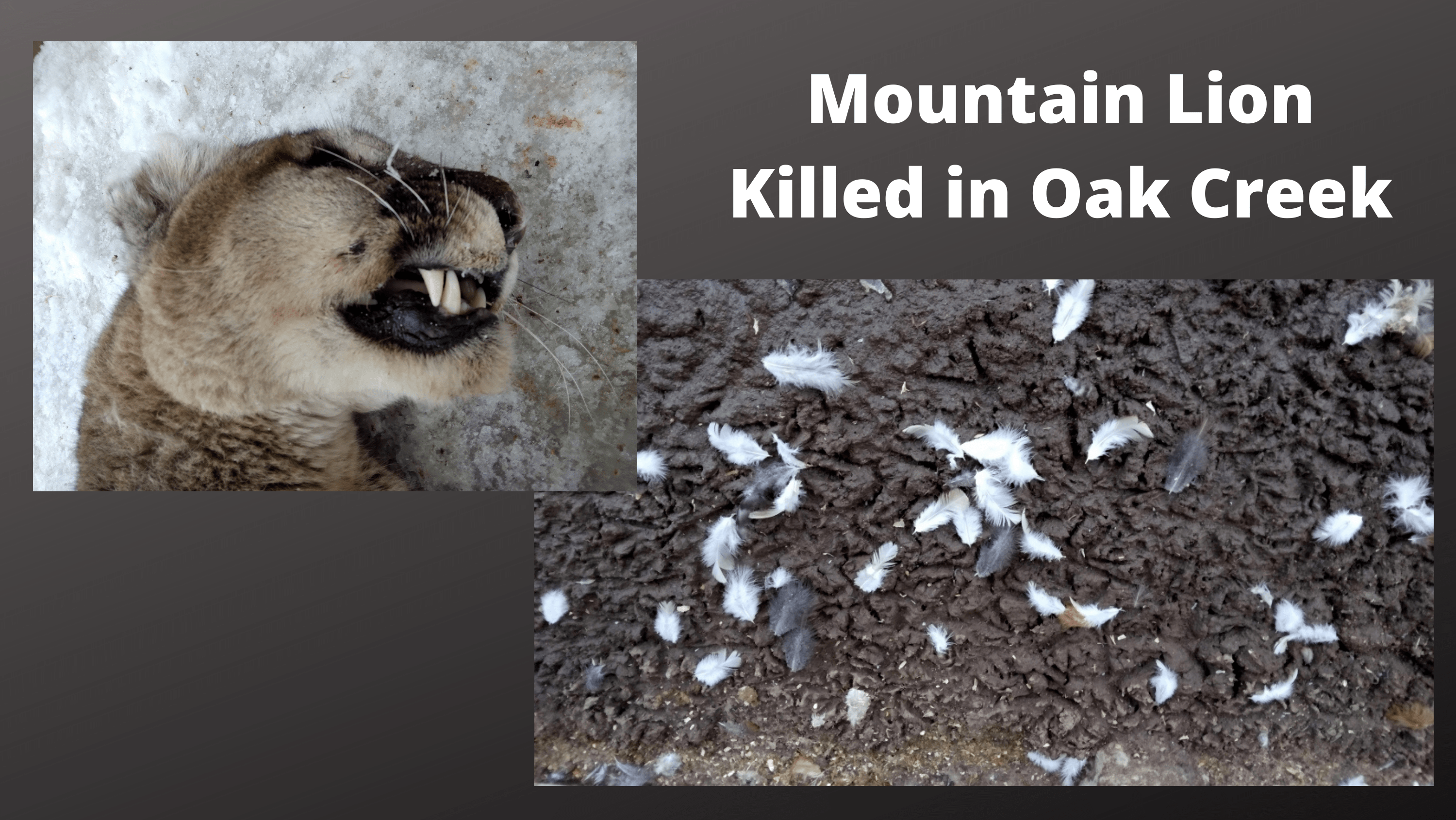 mountain-lion-killed-in-oak-creek