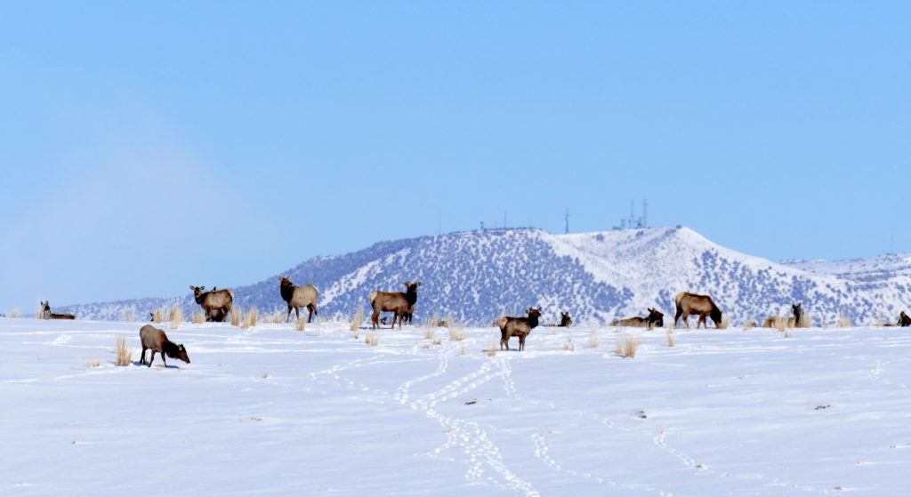 Big-game hunting licenses severely reduced by CPW - Vimarsana News