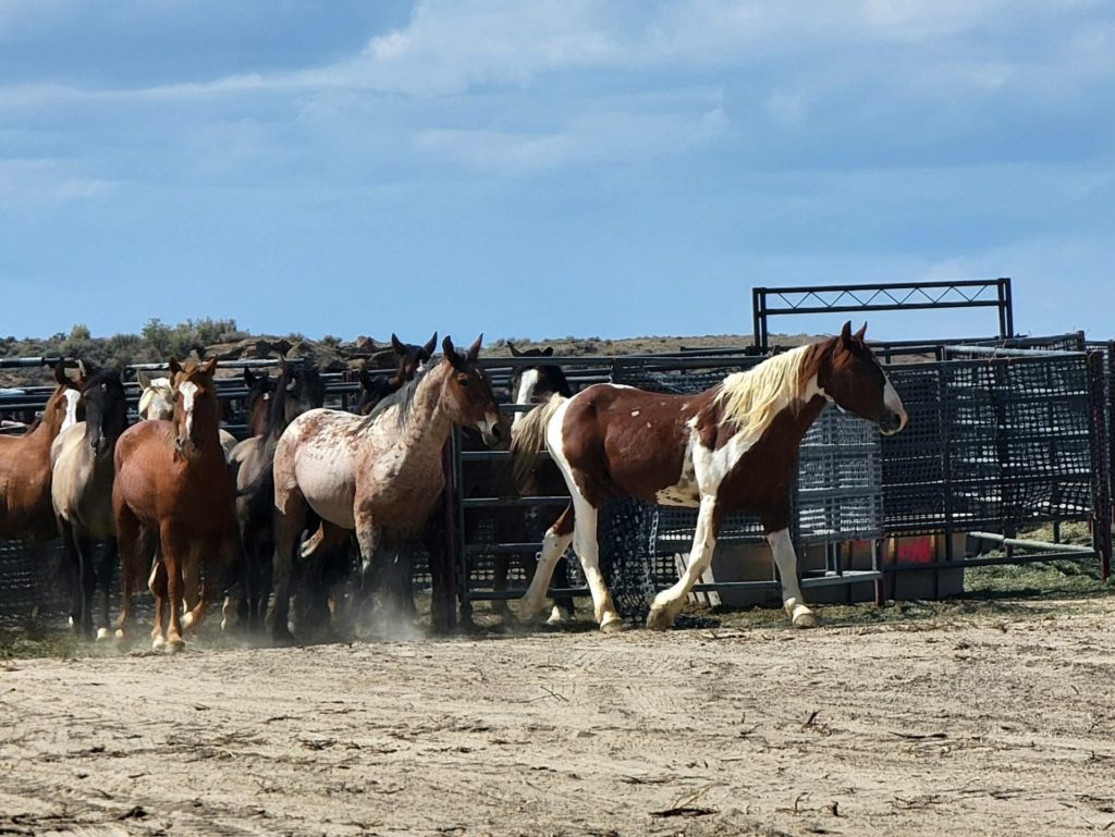 More Horses Have Died At BLM Holding Facility In Canon City Since April ...