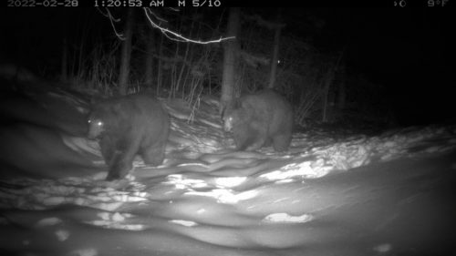 bears-near-pine-grove-from-cpw-steamboat-2