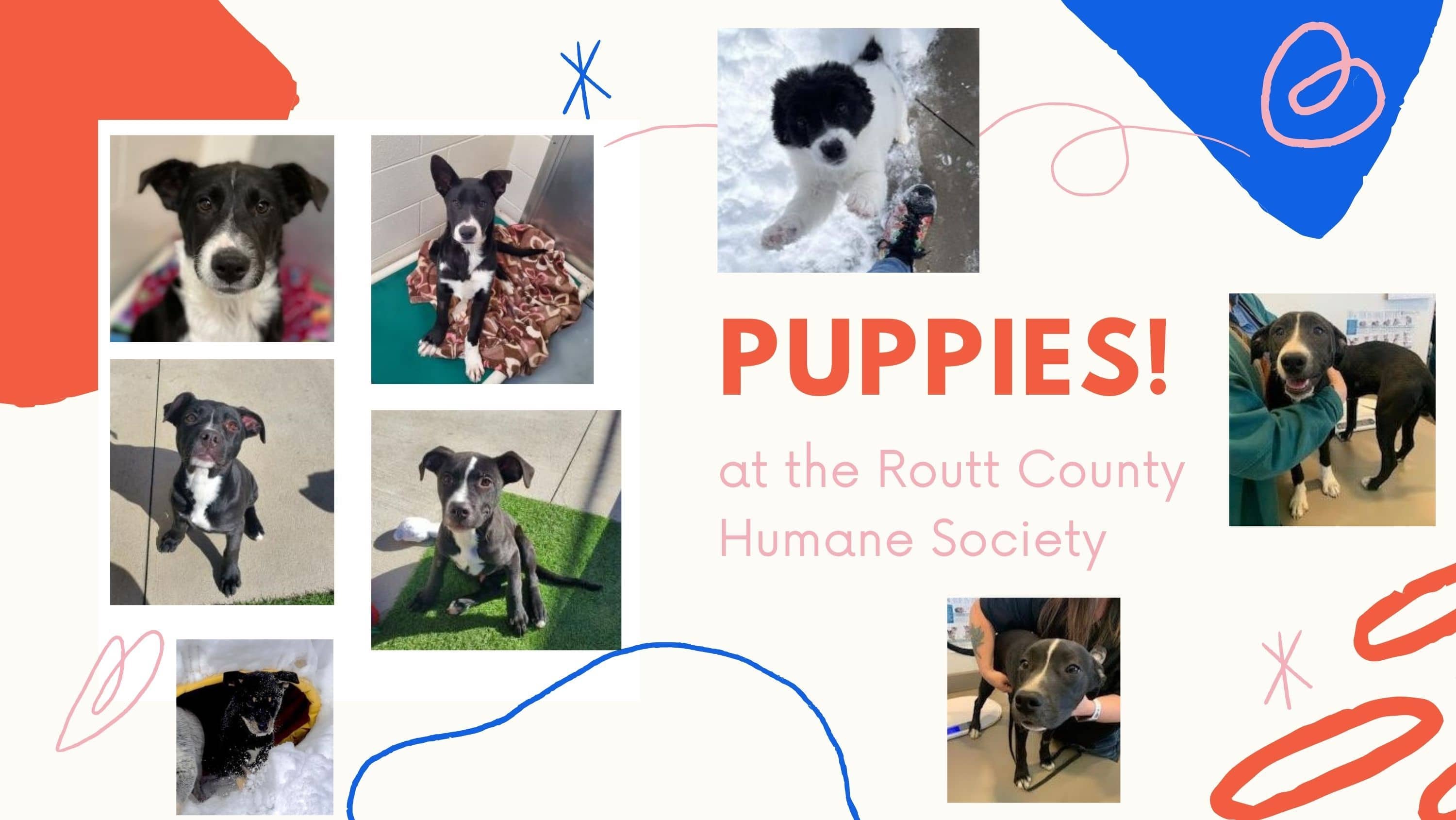 puppies-at-rchs