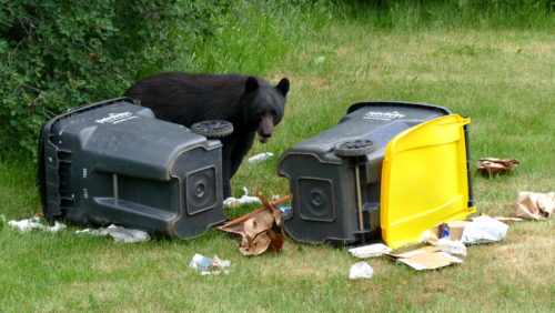 bear-in-trash-on-fcfalls-road-2020-001