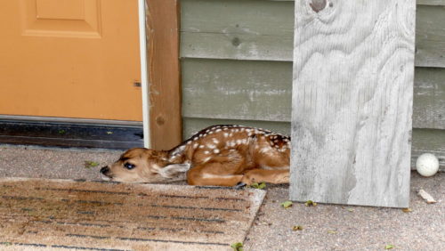 abandoned-fawn-in-sanctuary-007-2