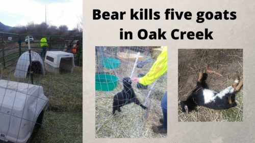 bear-kills-five-goats-in-oak-creek