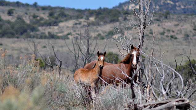 piceance-east-douglas-herd-courtesy-blm