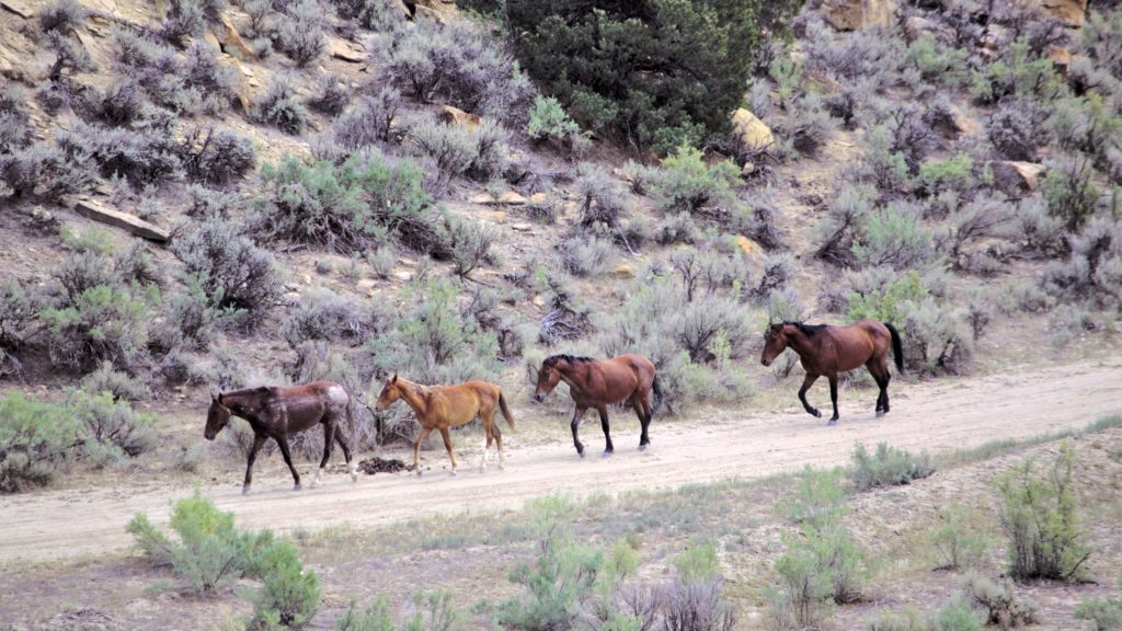 BLM schedules wild horse gathering in Rio Blanco County starting this Thursday - Vimarsana News