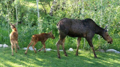 moose-and-twins-june-16-037