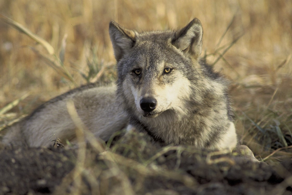 gray-wolf-courtesy-usfws-karen-and-john-hollilngsworth