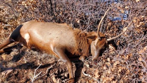 bull-elk-poaching-san-miguel-county-cpw