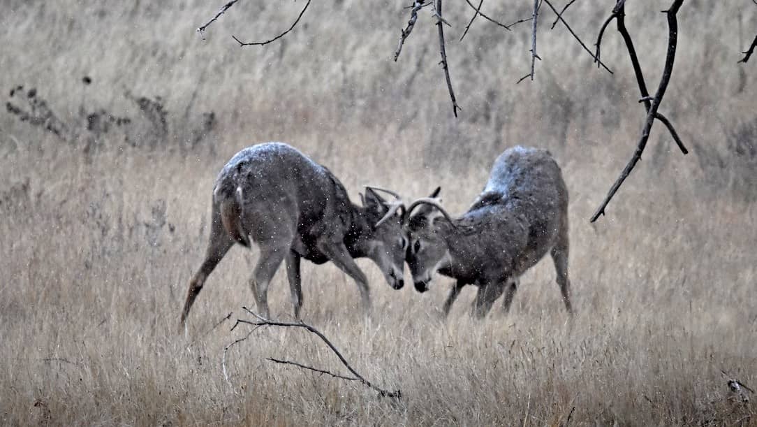 whitetail-bucks-fighting-from-wayne-d-lewis-cpw