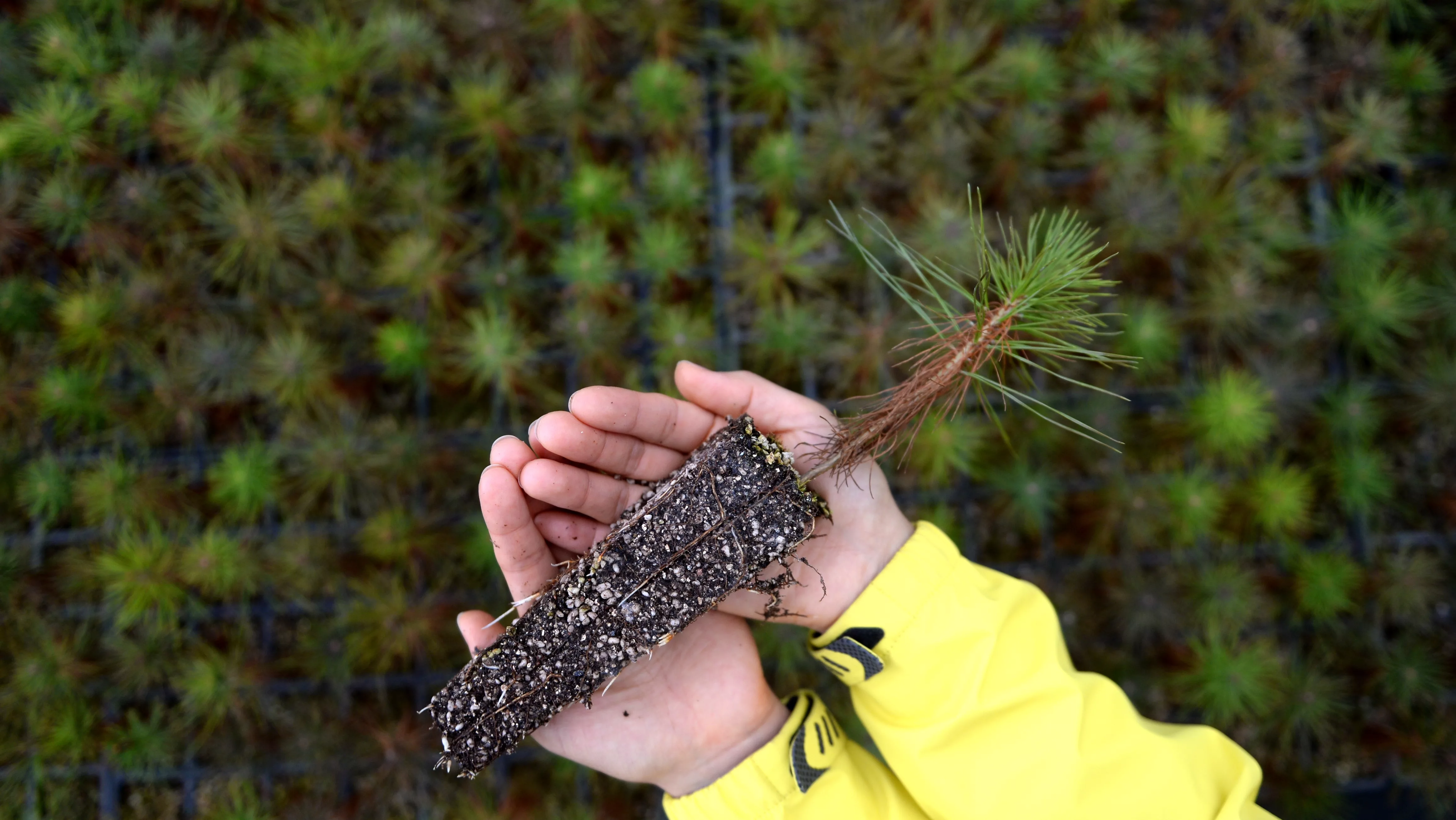 in-your-hand-the-pine-tree-seedlings