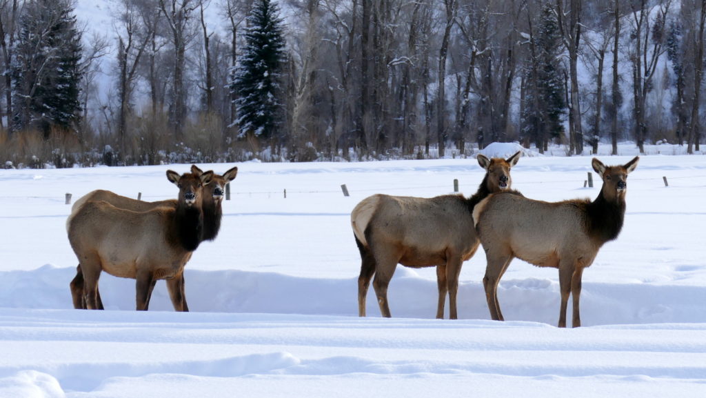 Colorado Parks and Wildlife to host a public meeting in Craig on February 6 - Vimarsana News