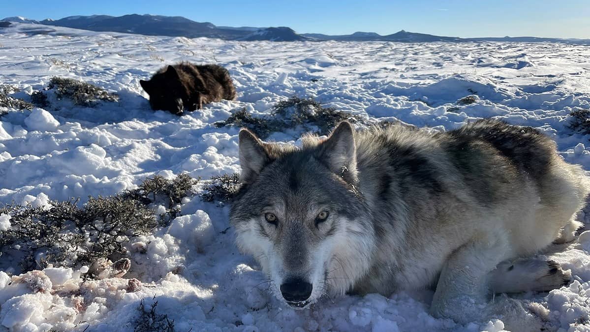 wolves-collared-in-north-park-feb-2023-courtesy-cpw