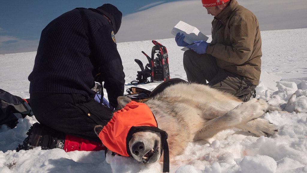 Wolf 2101 recaptured and recollared in Jackson County - Vimarsana News