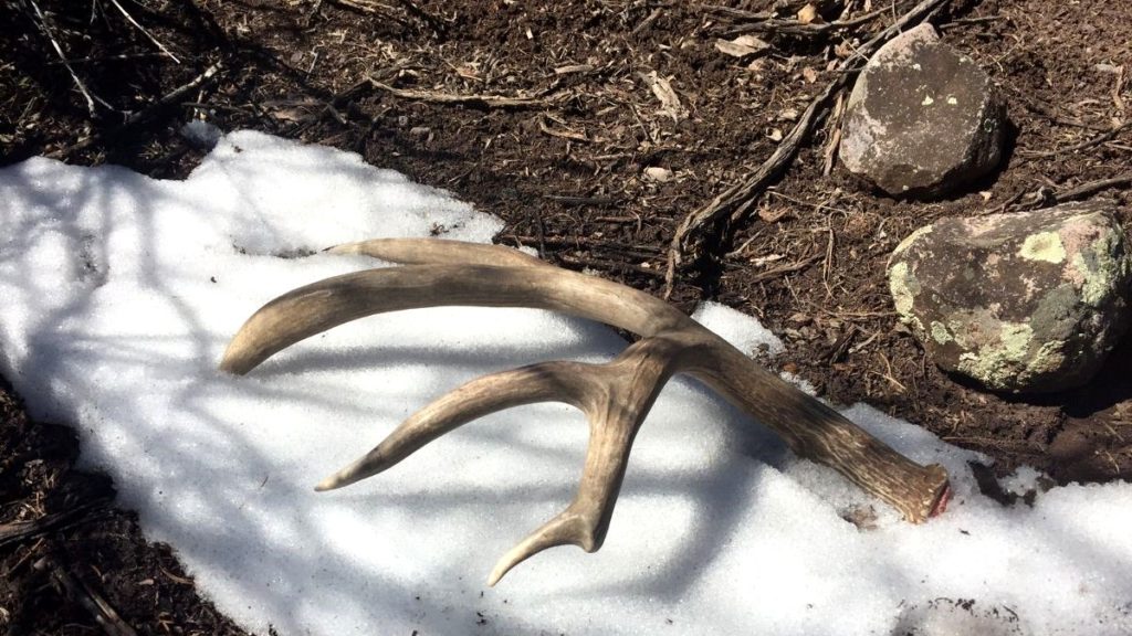 Collecting shed antlers isn't allowed through April 30 - Vimarsana News