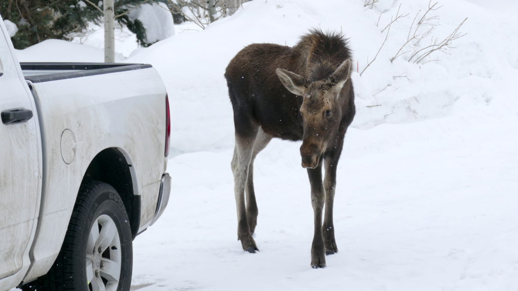 Young moose is hit and has to be euthanized in Steamboat Springs ...