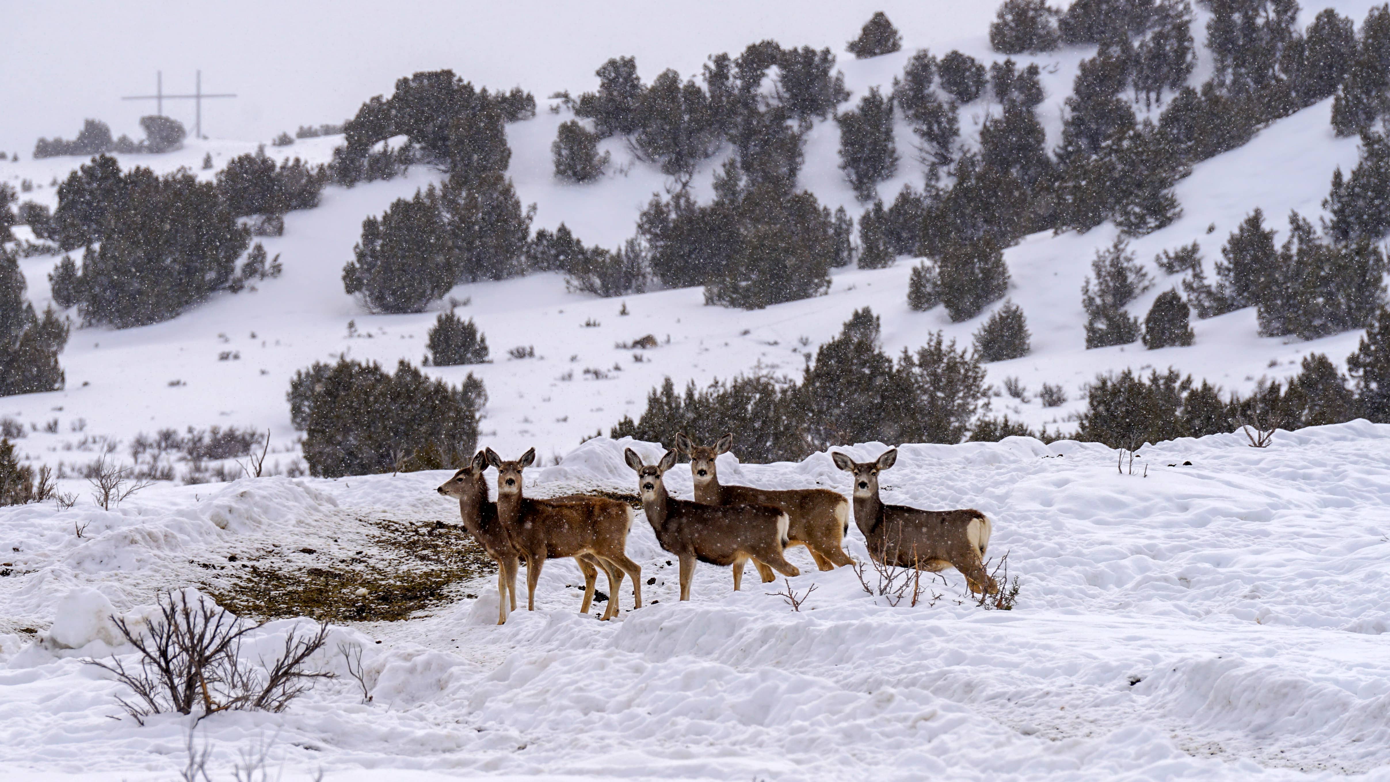 elk-feeding-in-nw-colorado-march-2023-cpw-002