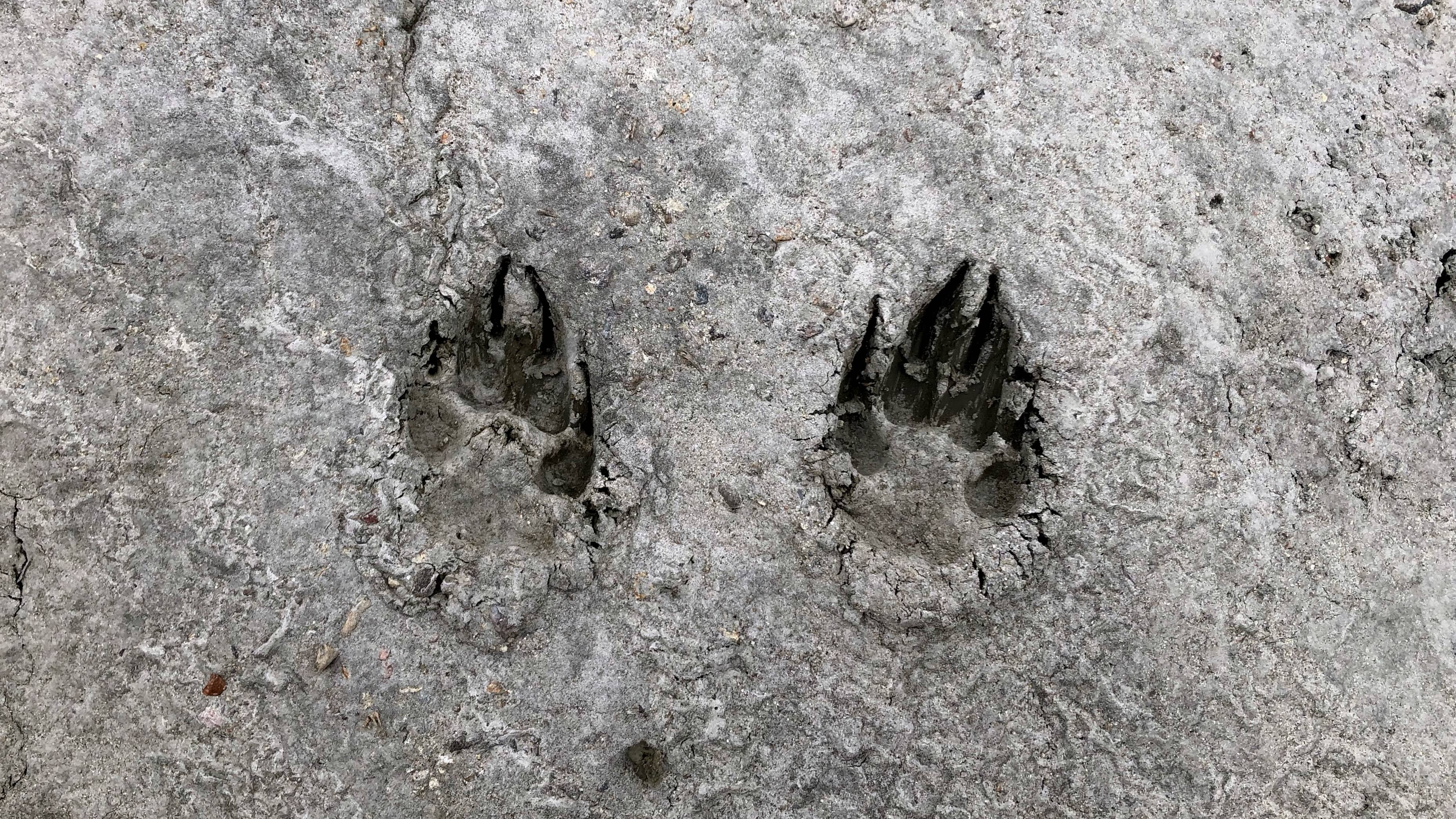 wolf-tracks-grand-county-shawn-scholl-1
