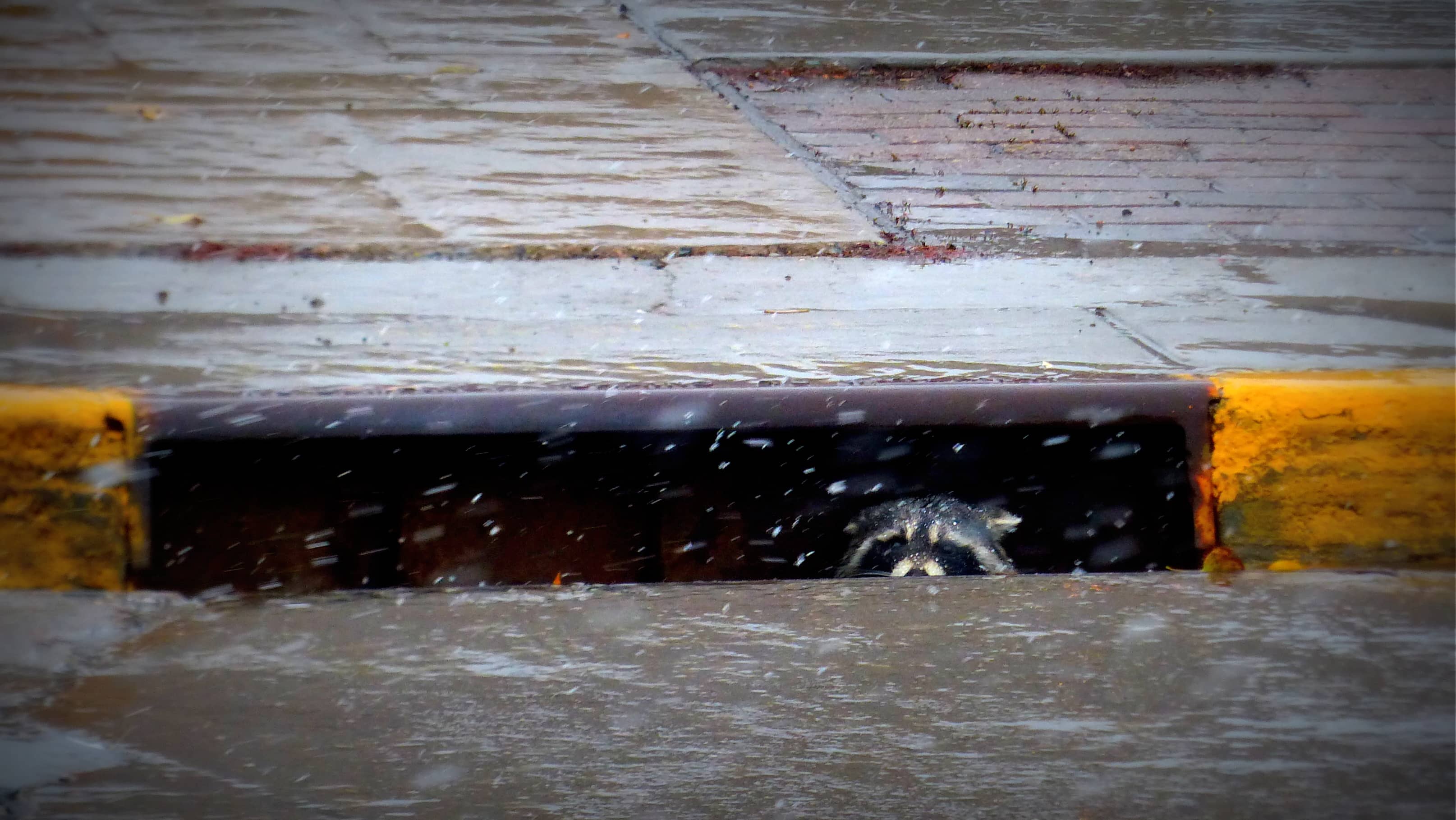 raccoon-in-steamboat-gutter