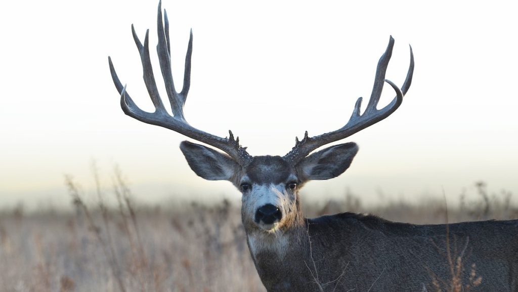 CPW to hold meetings on Big Game Hunting - Vimarsana News