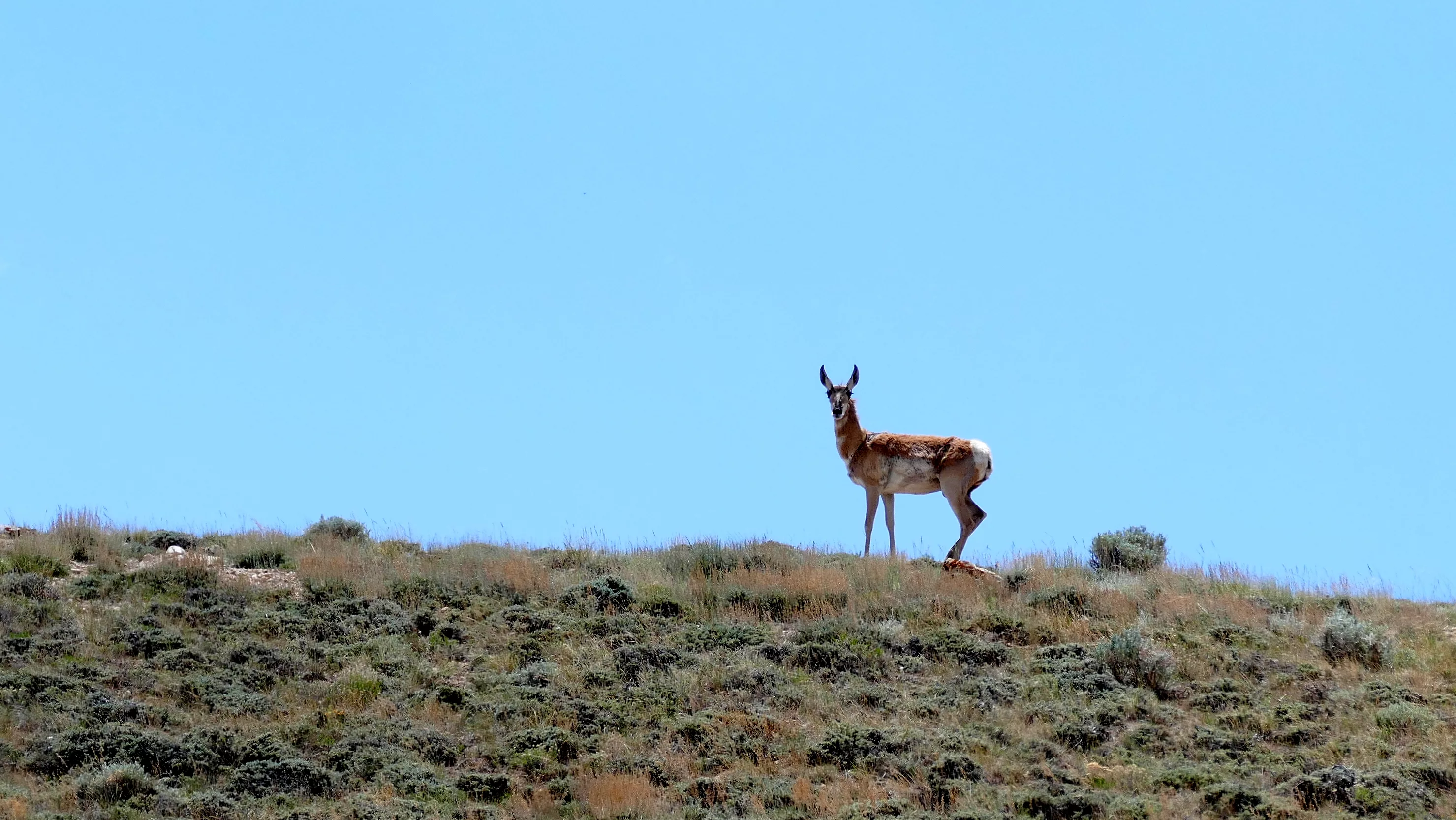 irish-canyon-antelope