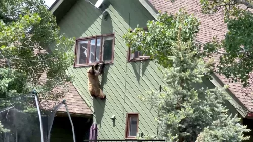 bear-hanging-out-window-from-heidi-hannah