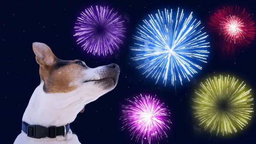 fireworks-dog-3