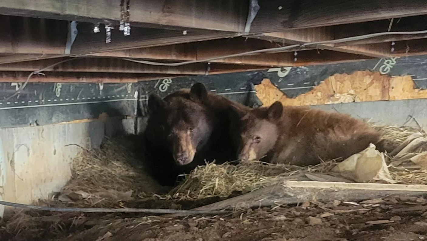 bears-under-decks-keep-bears-wild-4-001