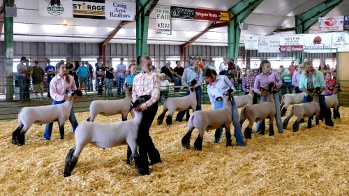 moffat-county-fair-2023-sheep-show-199