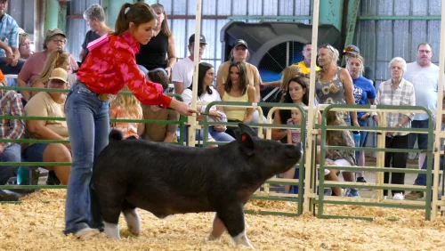 moffat-county-fair-2023-swine-show-8-11-2023-10-46-033