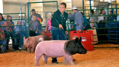 routt-county-fair-2023-swine-show-021