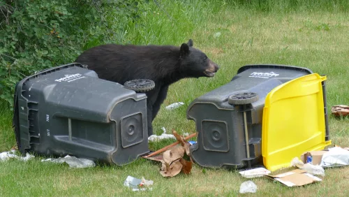bear-in-trash-on-fcfalls-road-2020-003-slider