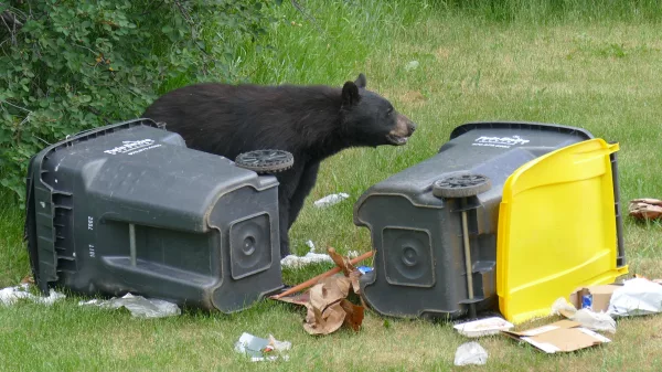 bear-in-trash-on-fcfalls-road-2020-003-slider