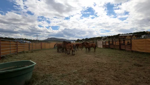 west-douglas-herd-horses-courtesy-blm-001