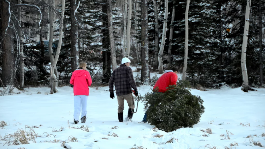 Permits now available to cut your own Christmas tree | Steamboat Radio