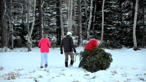 christmas-tree-cutting-slider