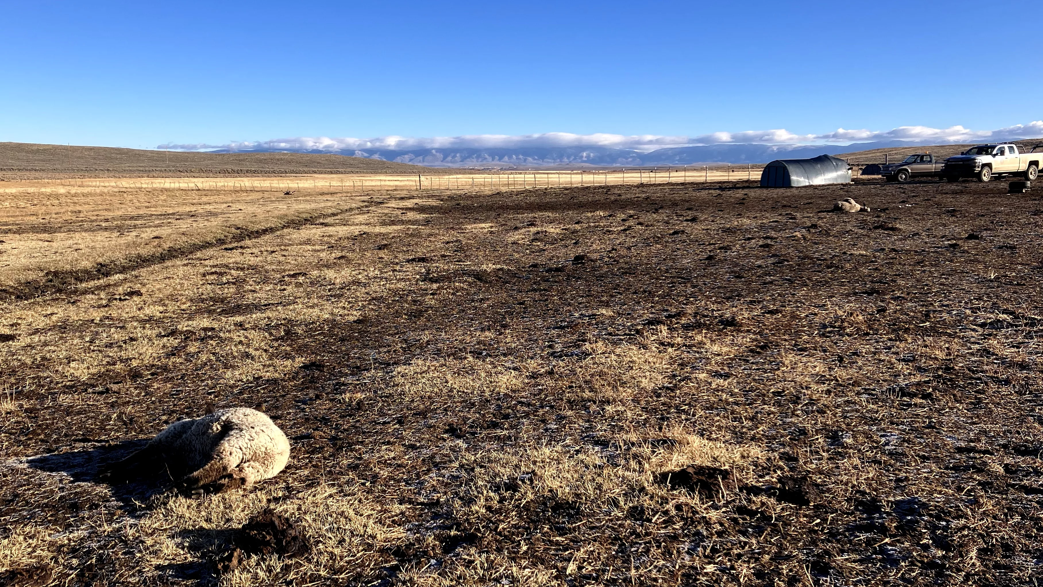 sheep-dead-anderson-ranch-nov17-2023-1