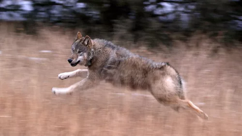 wolf-2306-or-released-in-summit-county-dec19-2023-slider